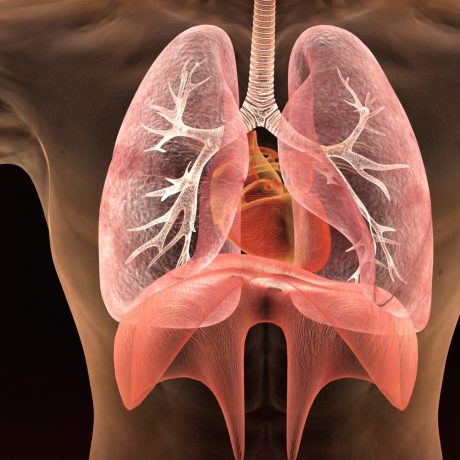 Grafik Lunge KalkKind gesund wohnen